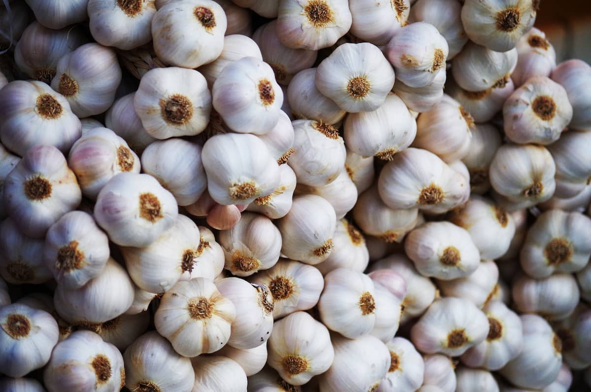 garlic production business plan