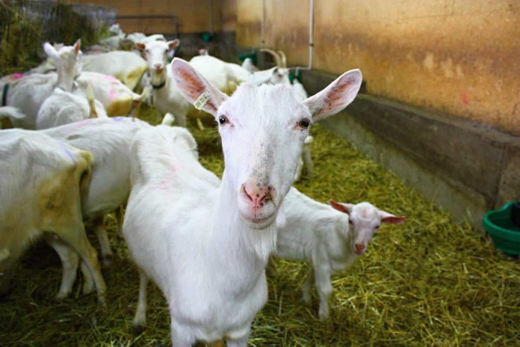 Goat Farming Loan in India