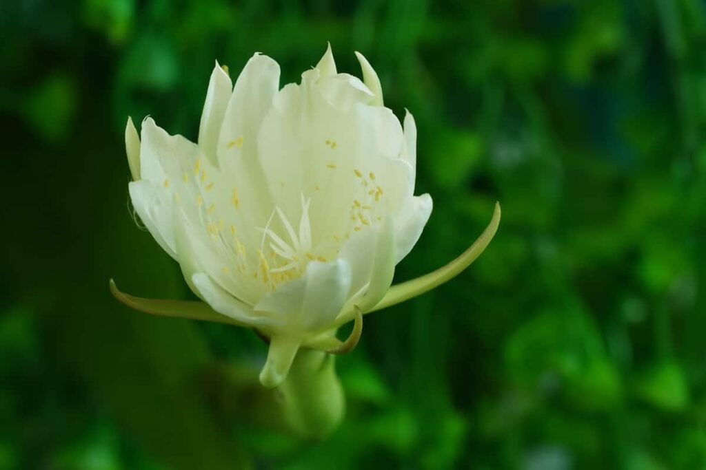 Brahma Kamal Flower 