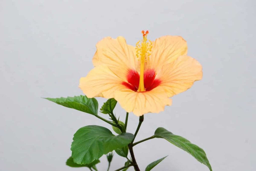 How to Grow Hibiscus Plants and Care for Them