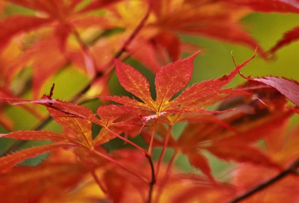Japanese Maple Red
