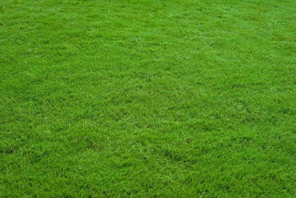 Lawn Grass Green