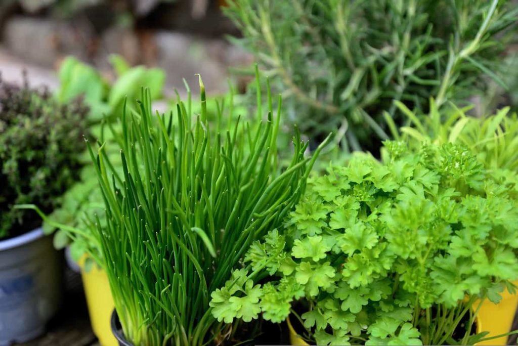 Herbs Growing Season Chart in India
