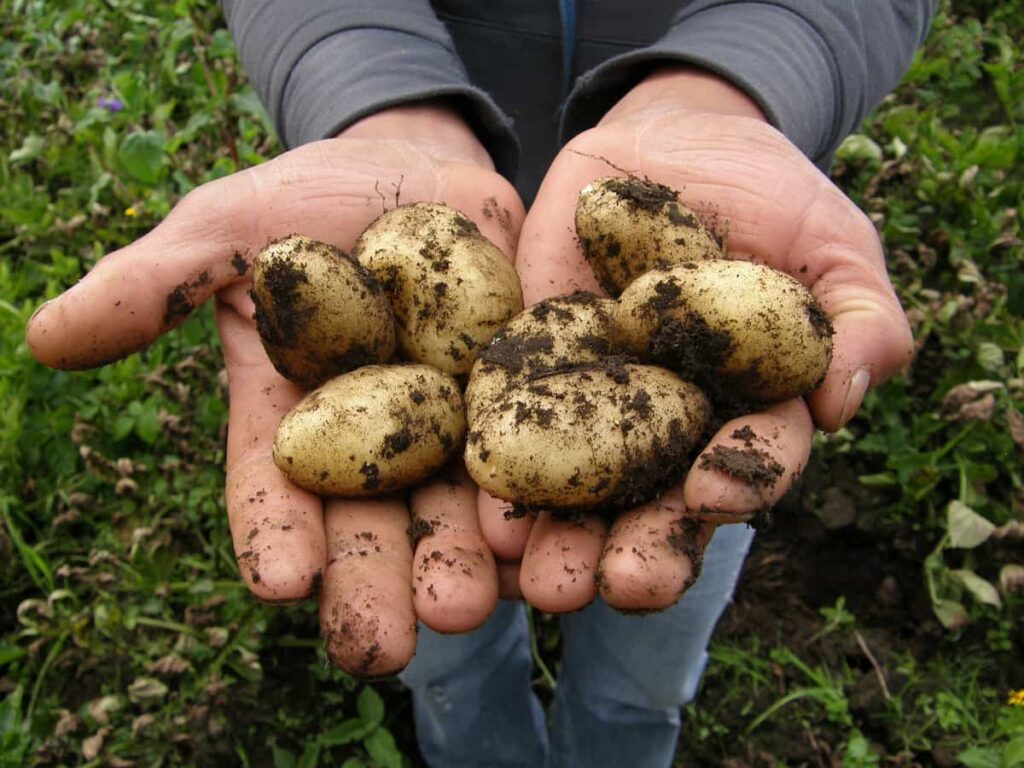 Organic and Chemical Solutions to Get Rid of Potato Scab