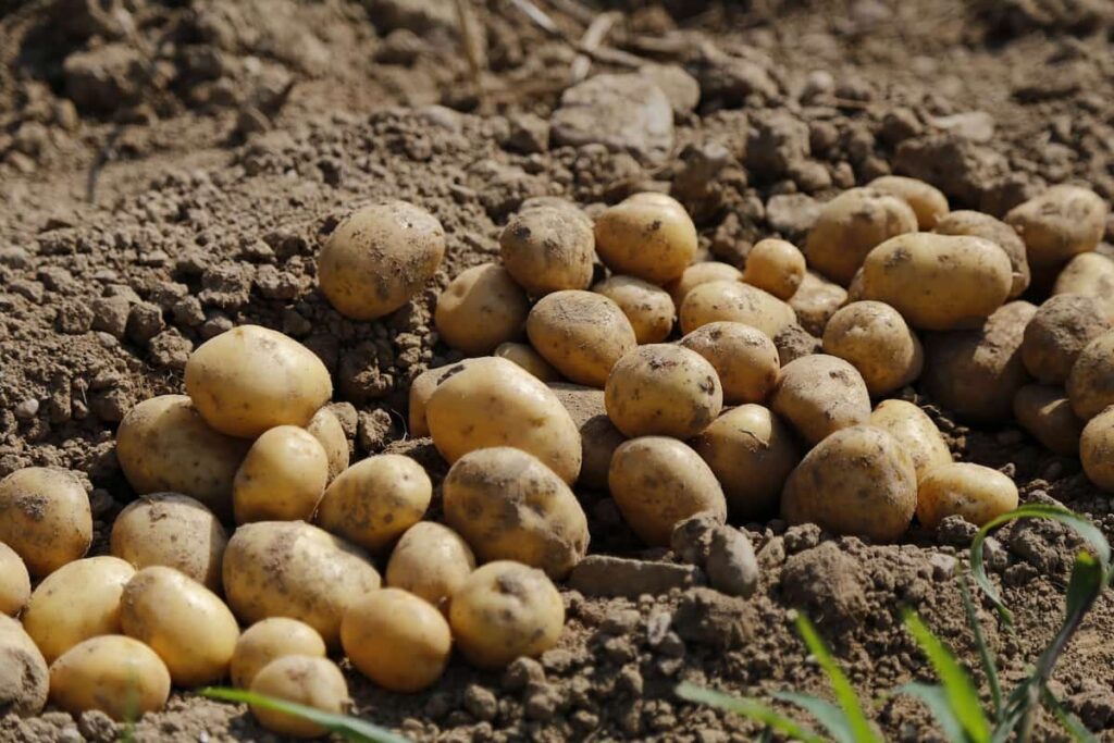 Potato Harvest