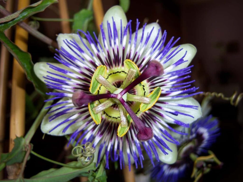 Krishna Kamala Flower