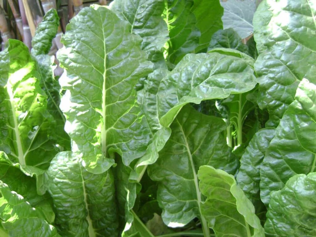 How to Grow Spinach in USA
