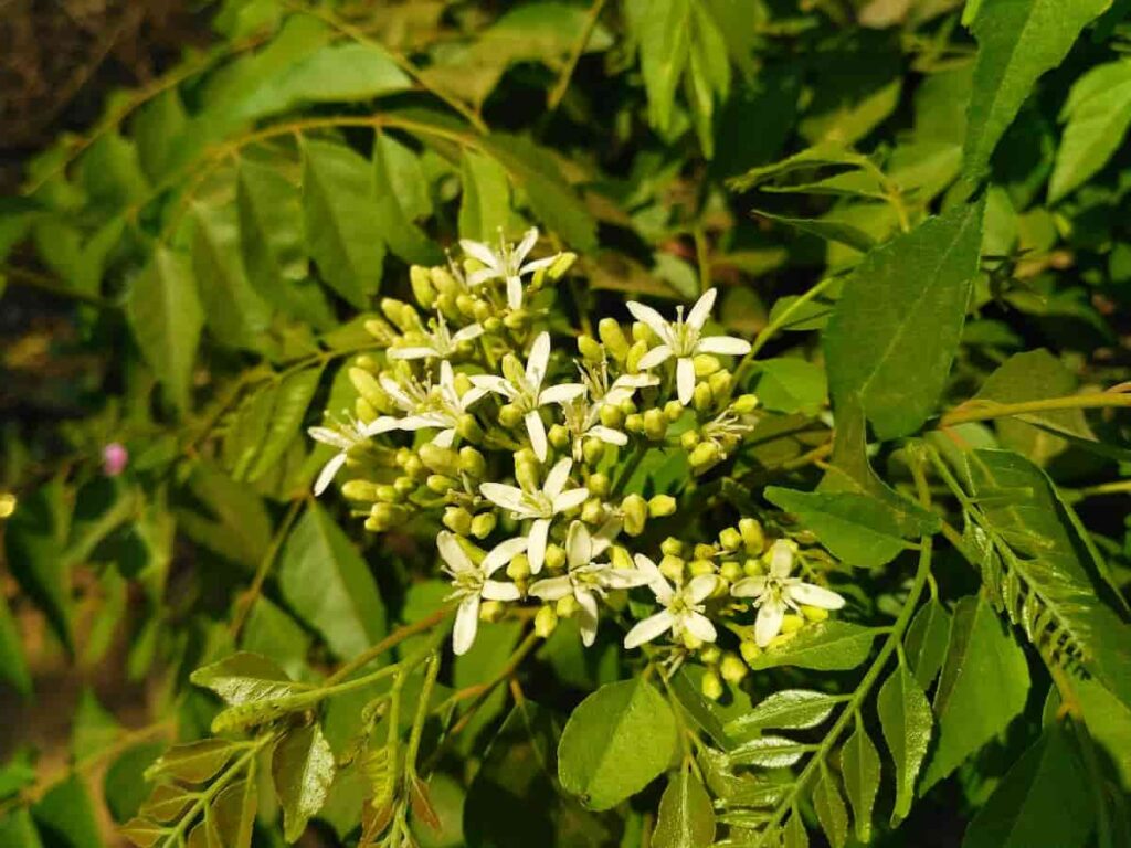 Curry Leaf  Flower