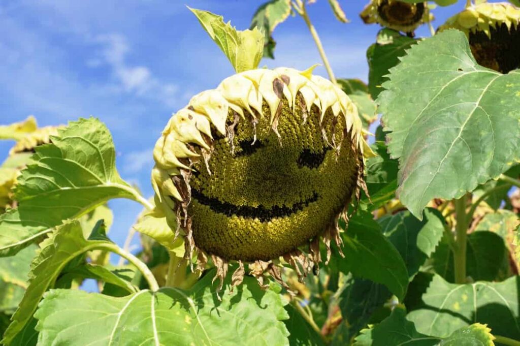 Sunflower plant