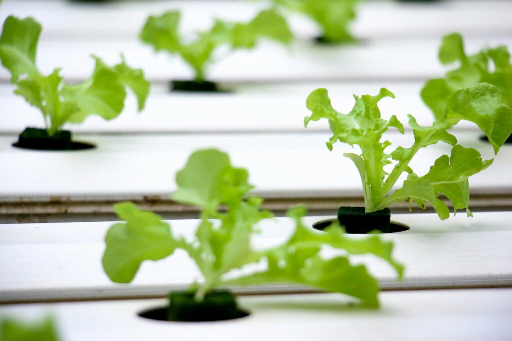 Hydroponic Agriculture Farming