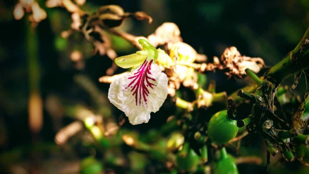 Caedmon Flower