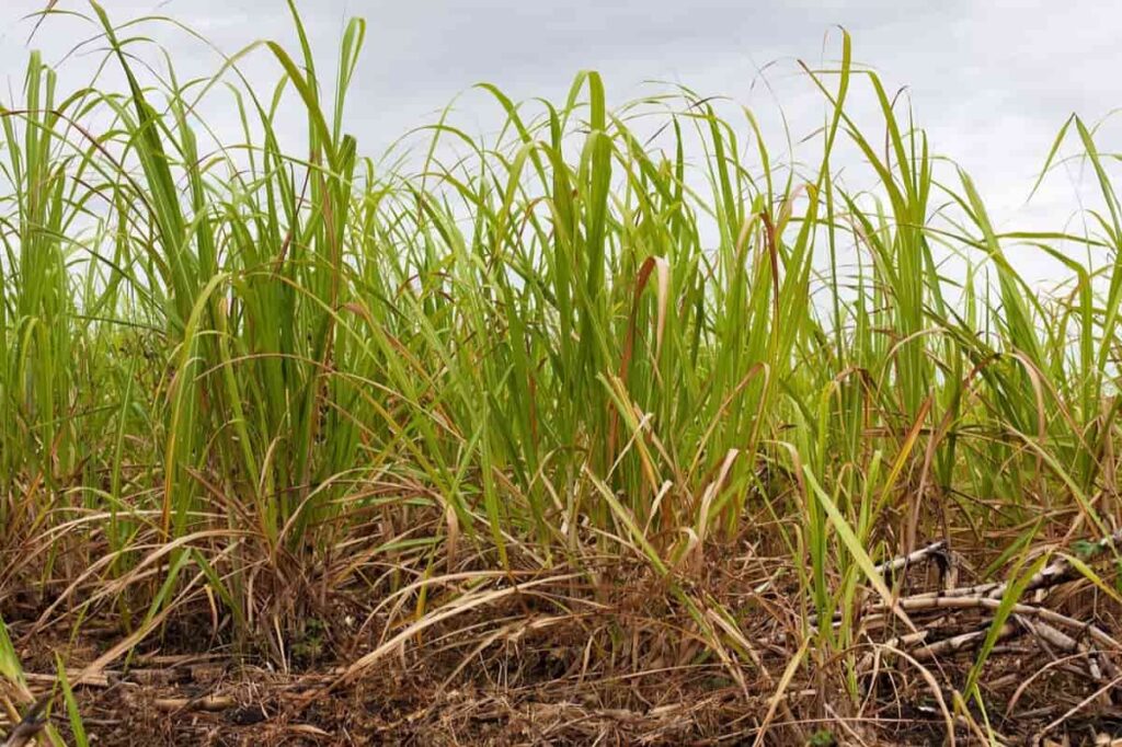 Pest and Disease Management in Sugarcane