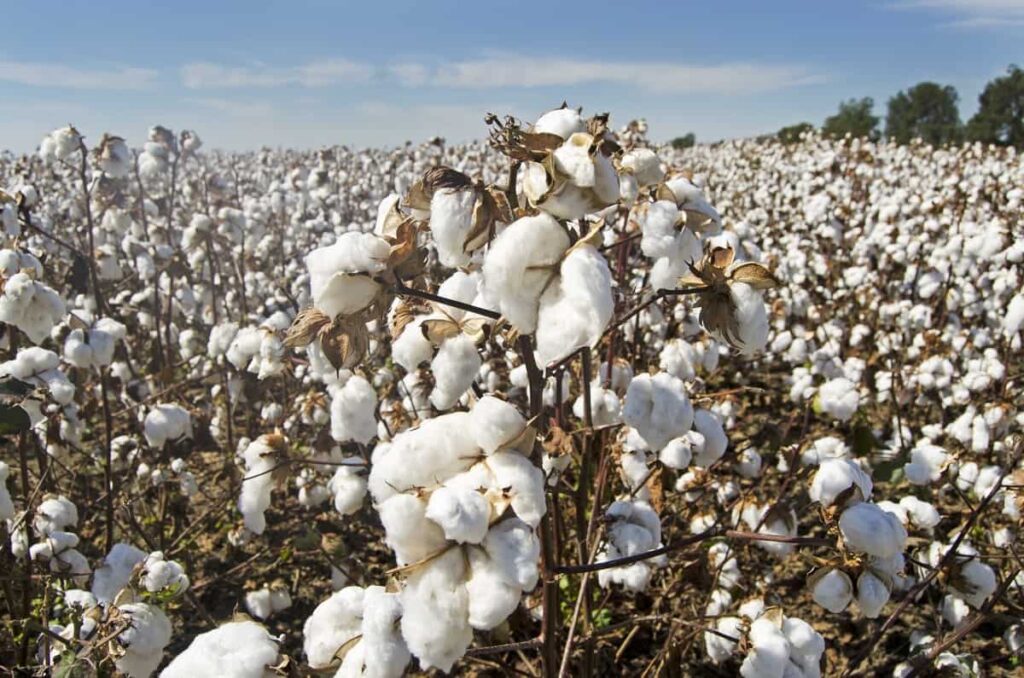 Cotton Farming in India