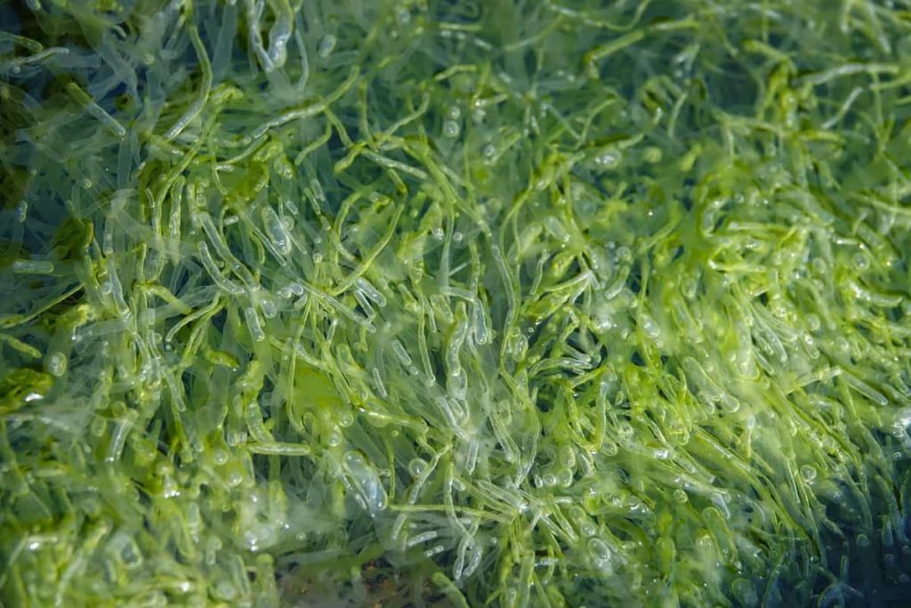 Seaweeds Underwater