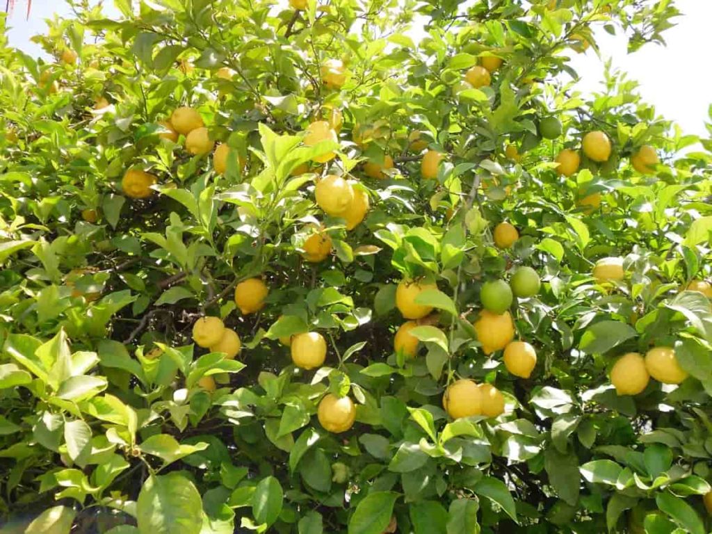 Lemon farming