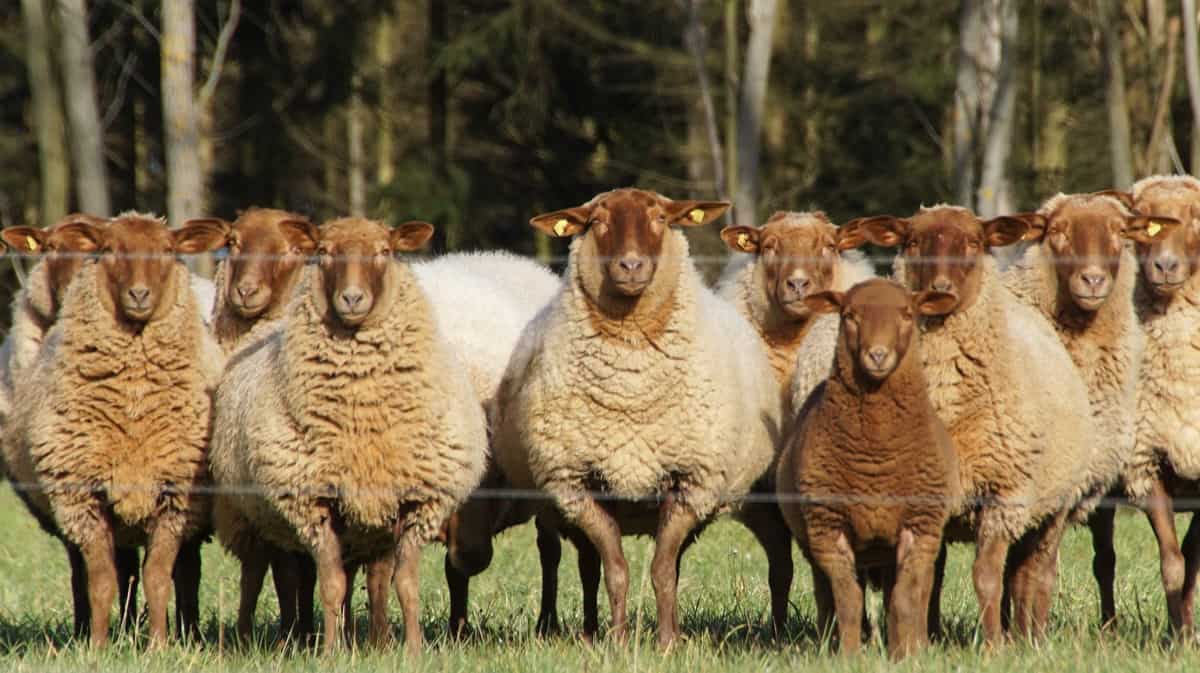 Sheep Farming in Philippines: How to Start, Breeds, Production, and  Management