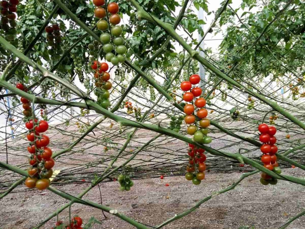 Tomato Farming Business Plan