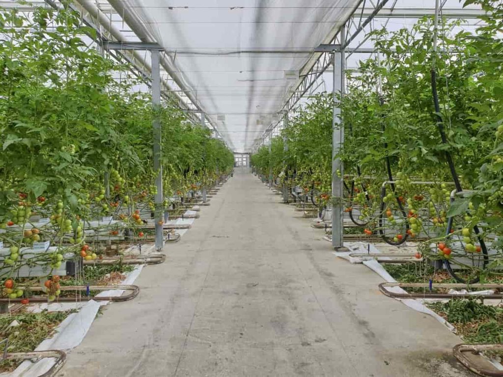 business plan for tomato production