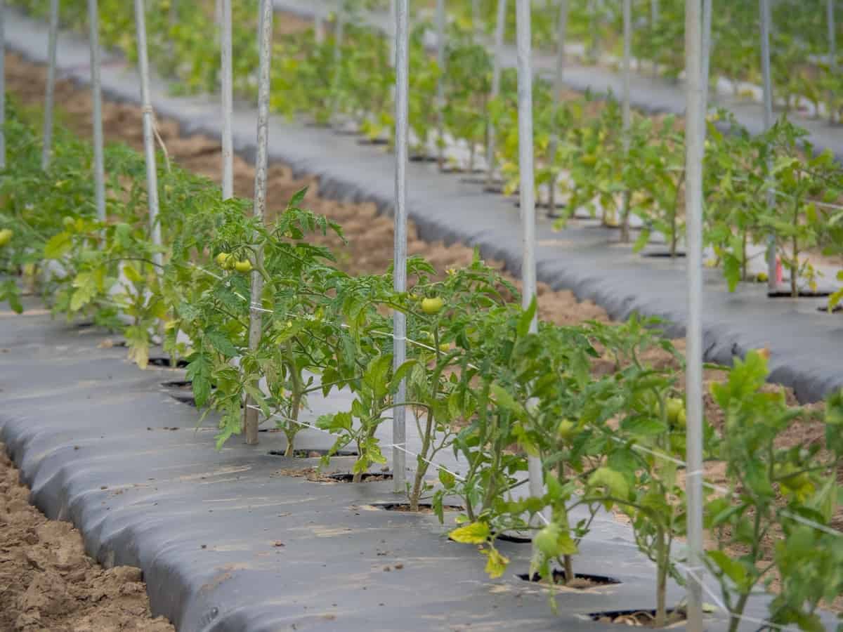 business plan production de tomate