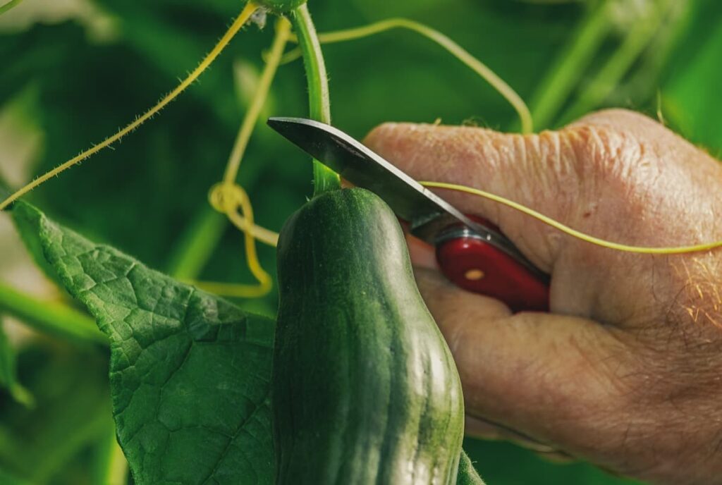 Vertical Cucumber Farming for the Urban Gardener