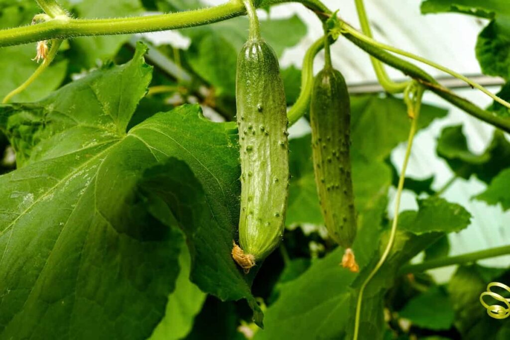 Cucumber Plantation