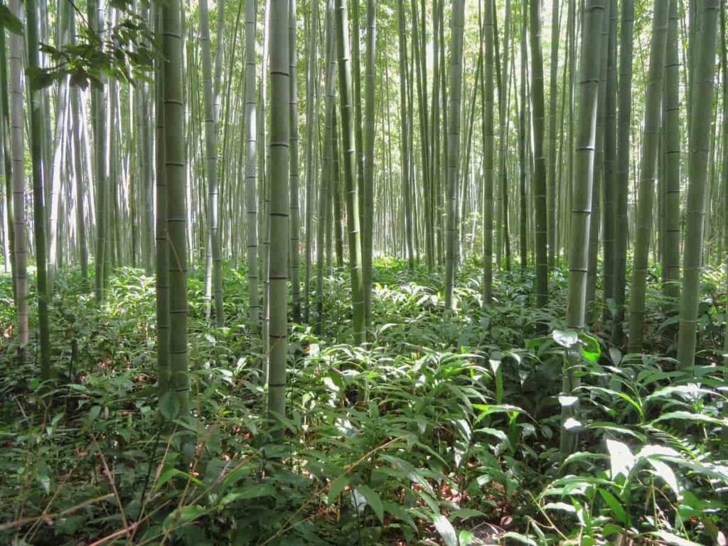 Bamboo Farming in India