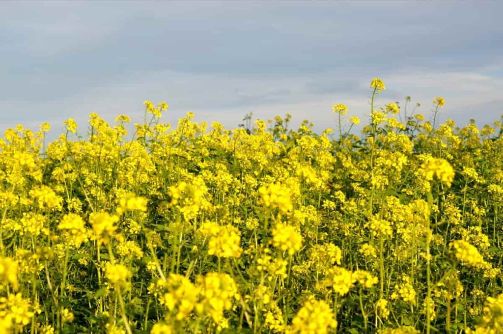 How to Control Pests and Diseases in Mustard Crop