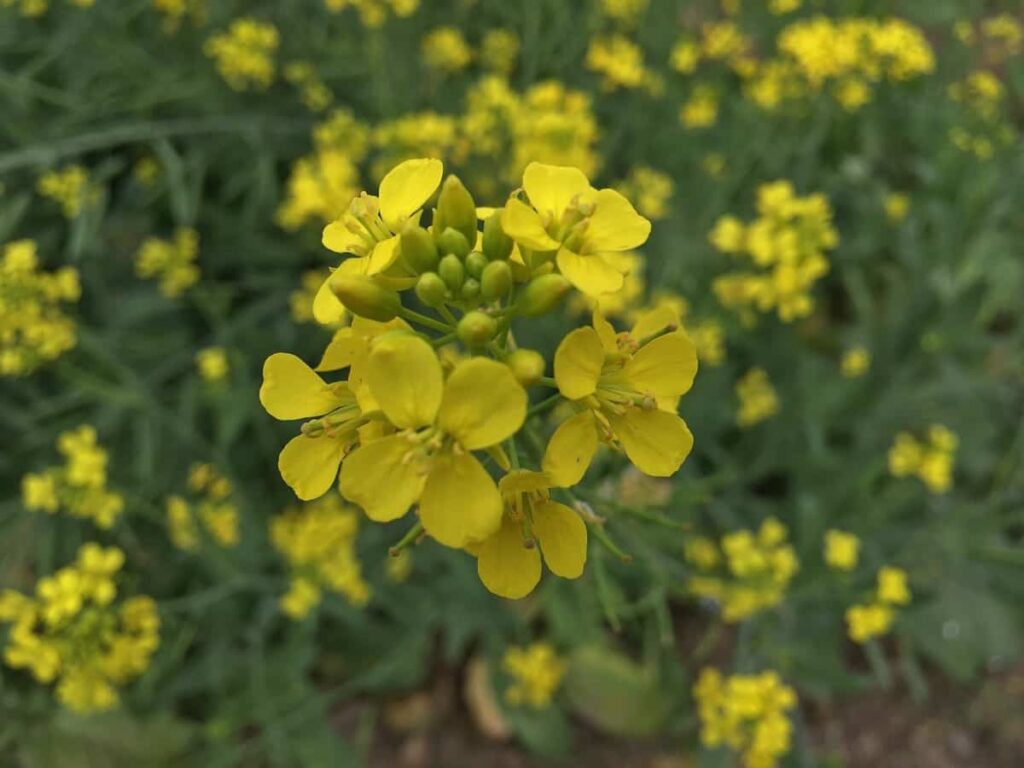 Mustard Flowering