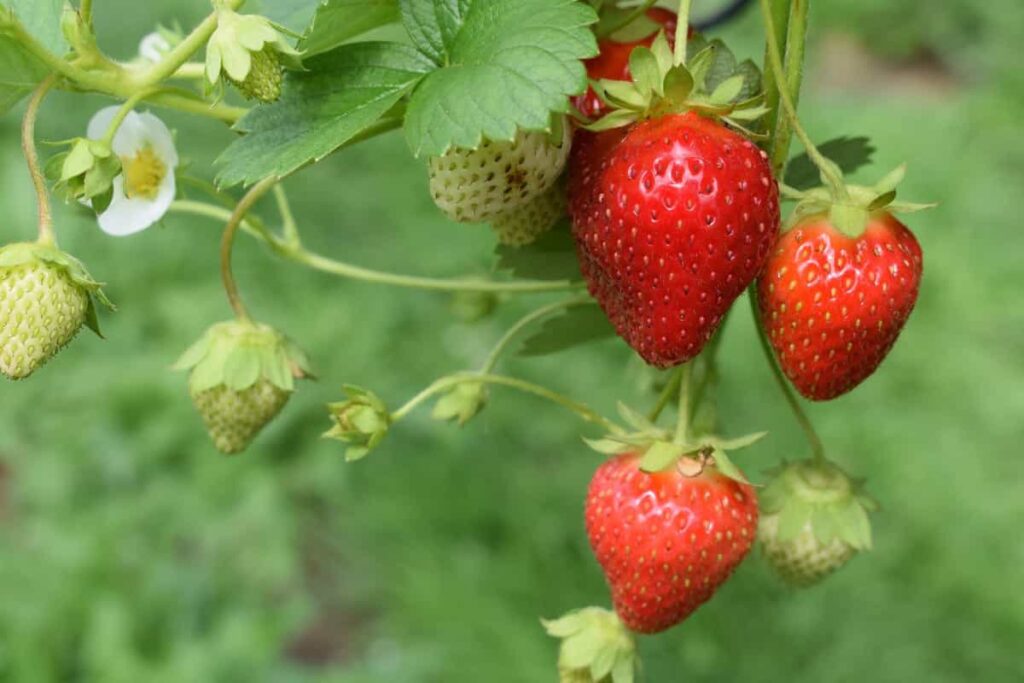 How to Control Pests and Diseases in Strawberry Crop