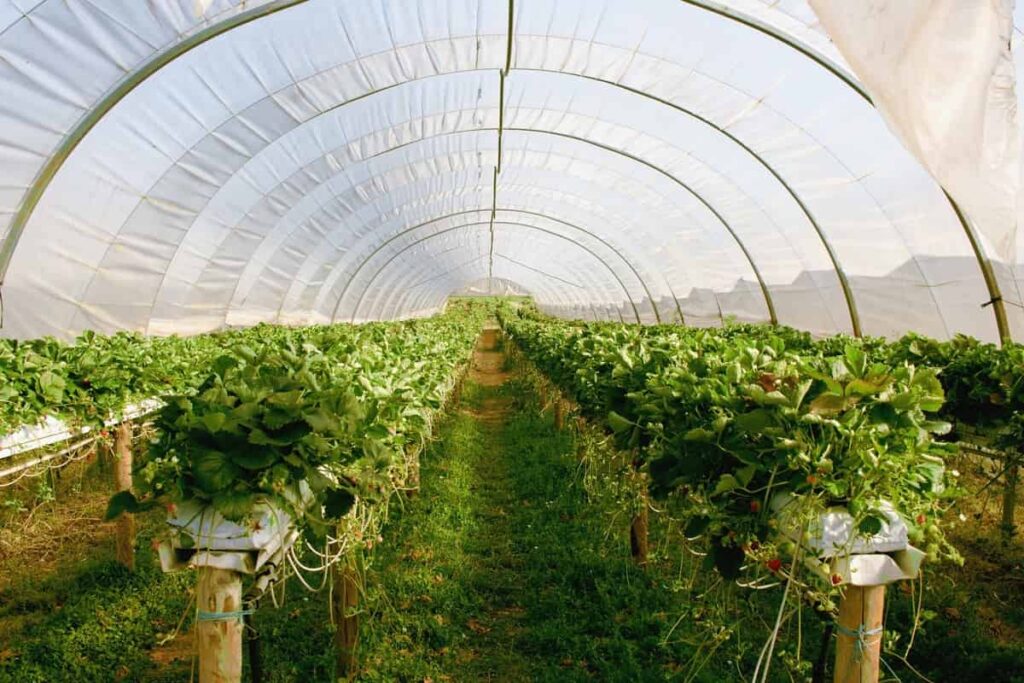 Strawberry Greenhouse Farming