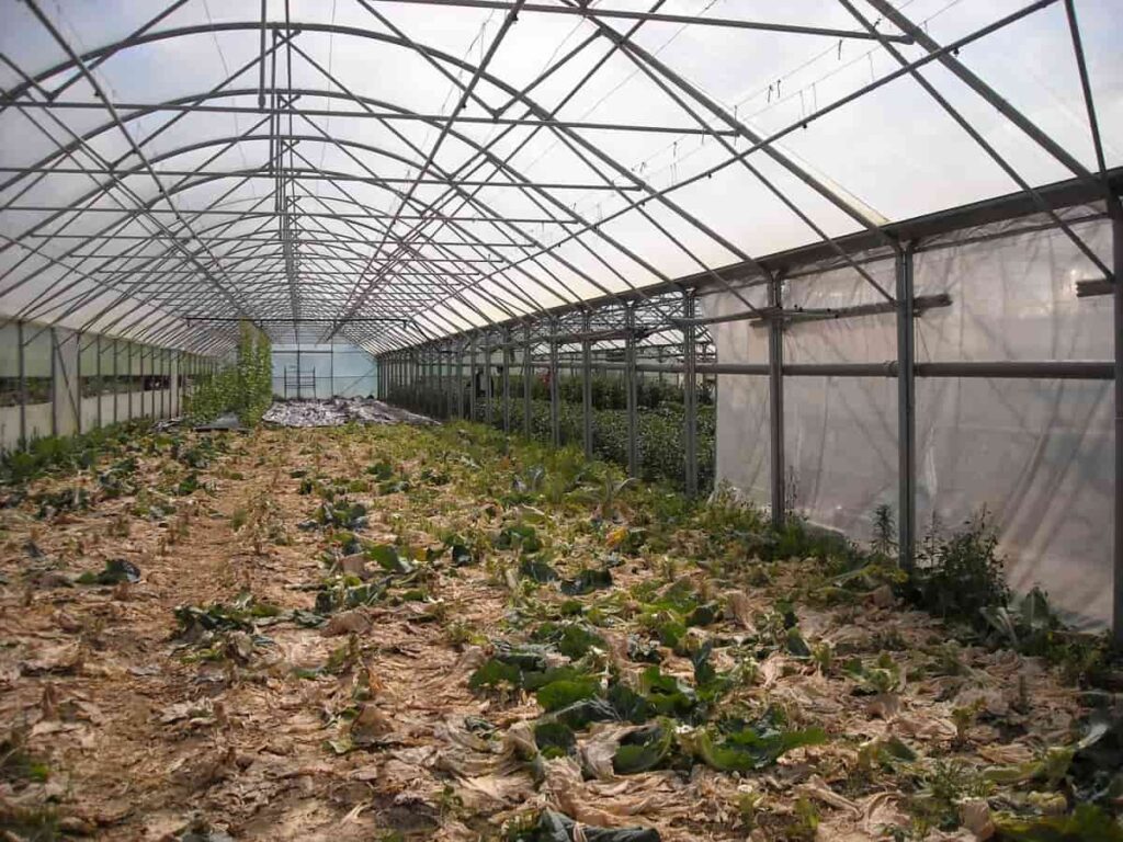 Greenhouse Farming in New Zealand