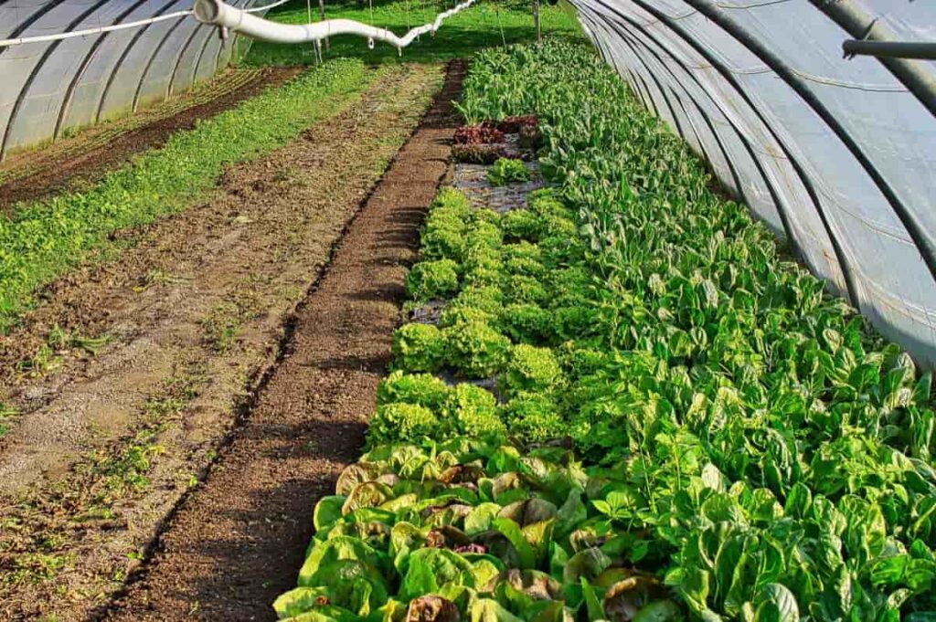 Greenhouse Farming