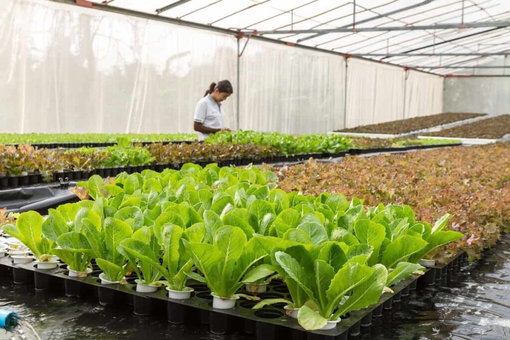 Greenhouse Agriculture