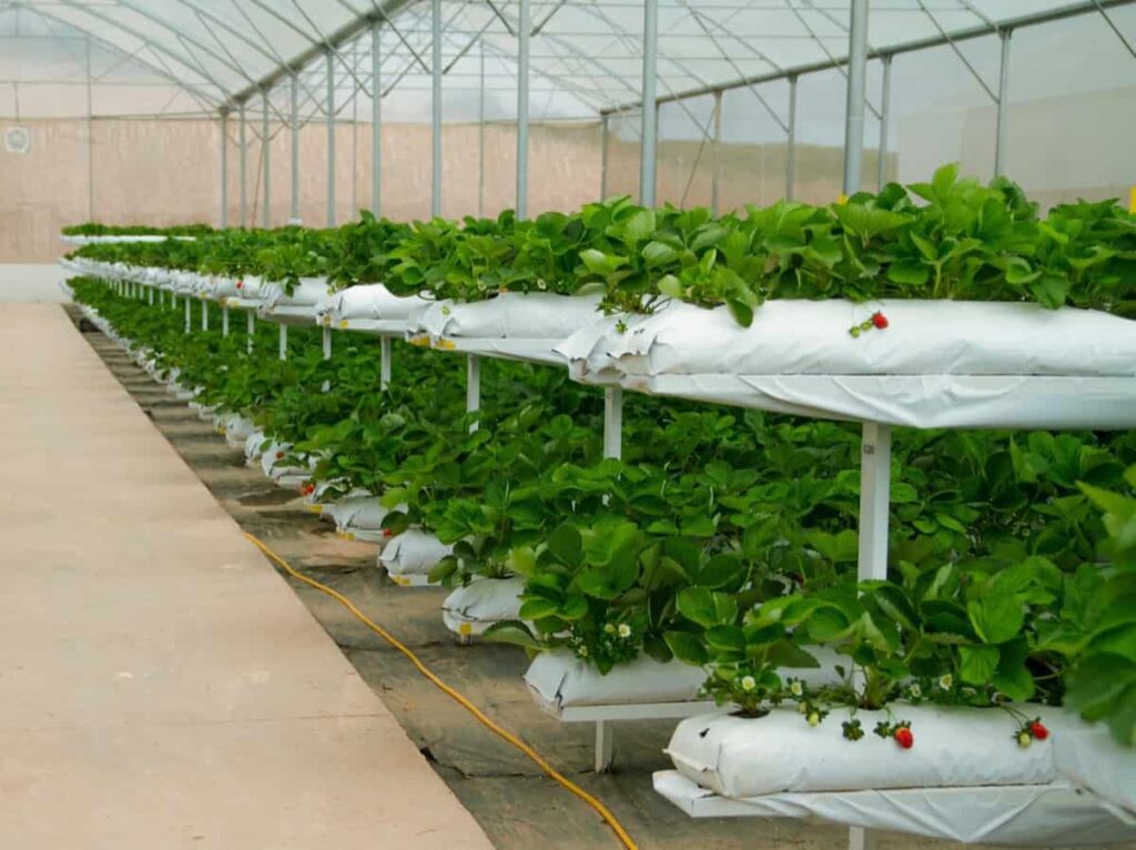Greenhouse Strawberry Farming