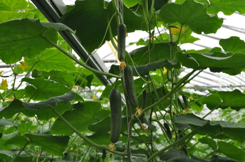 Cucumber greenhouse