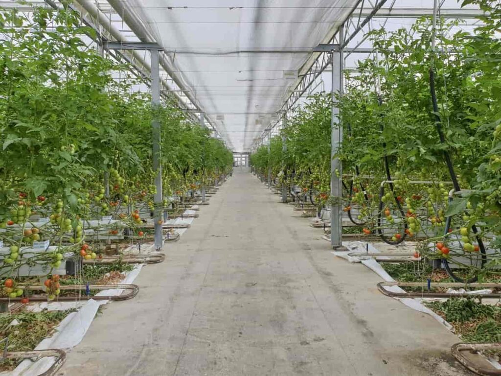Tomato greenhouse farming