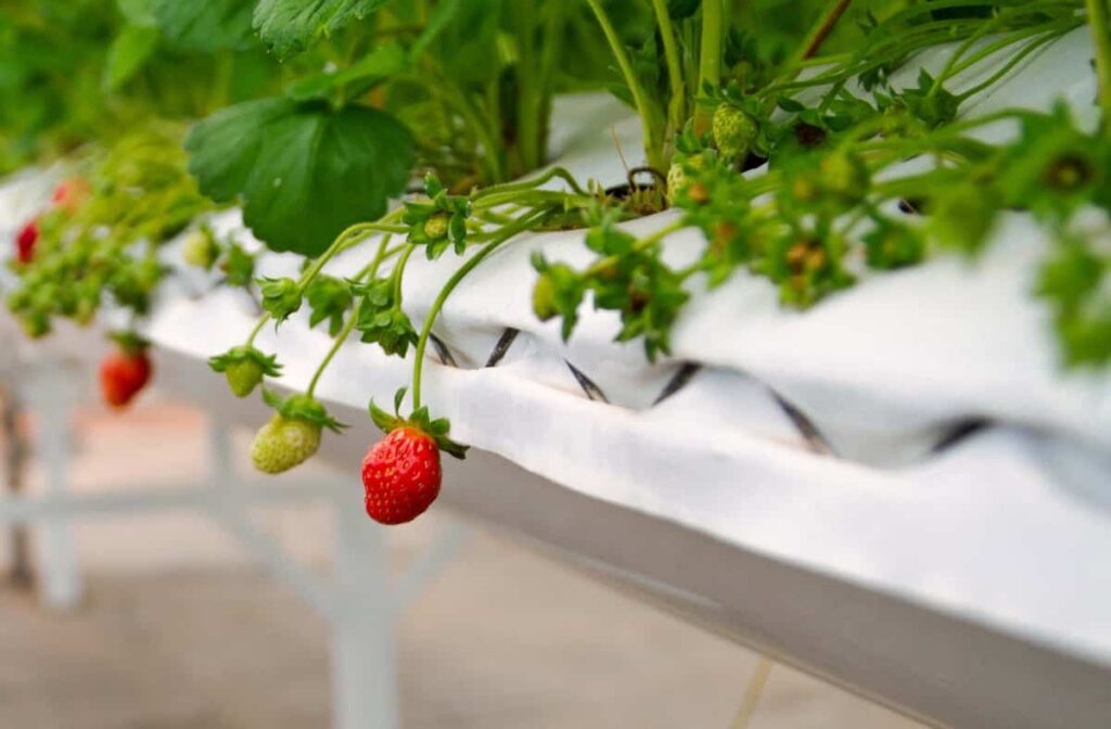 Strawberry greenhouse farming