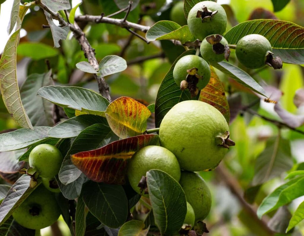 Thaiwan guava farming