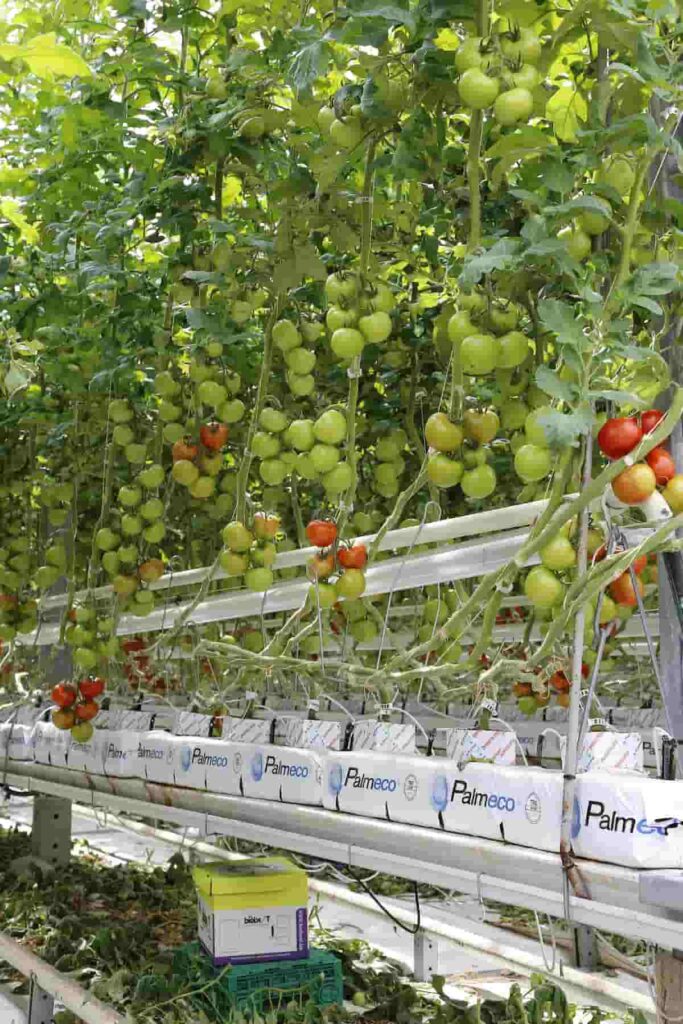 How Vertical Farming Reduces the Carbon Footprint and Improves Sustainability 3