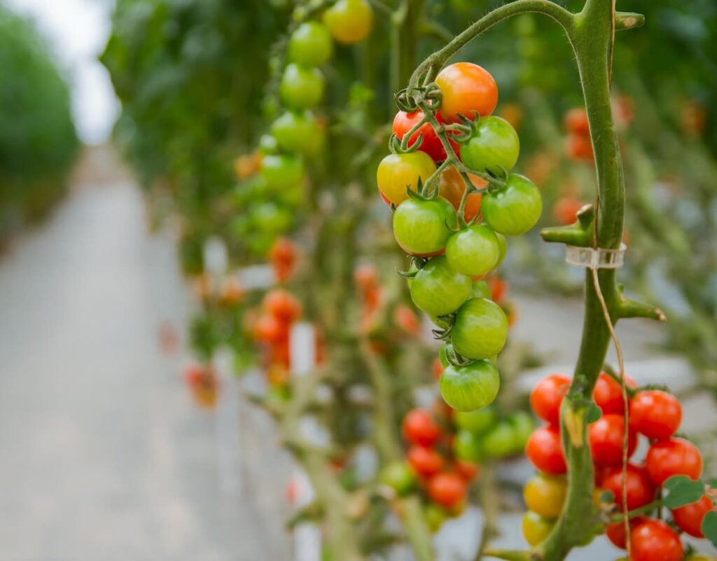 Vertical Tomato Farm