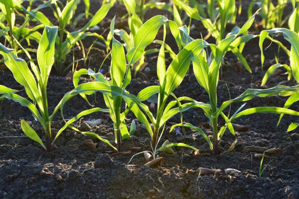 How to Fix Boron Deficiency in Soil and Plants