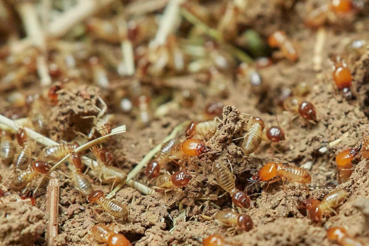 How to Get Rid of Termites in Soil and Plants: Natural and Chemical Control, Solutions, and Treatment
