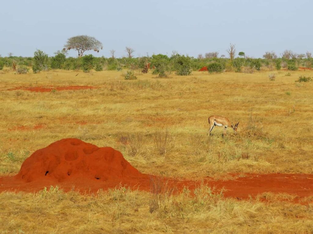 Termites in Africa