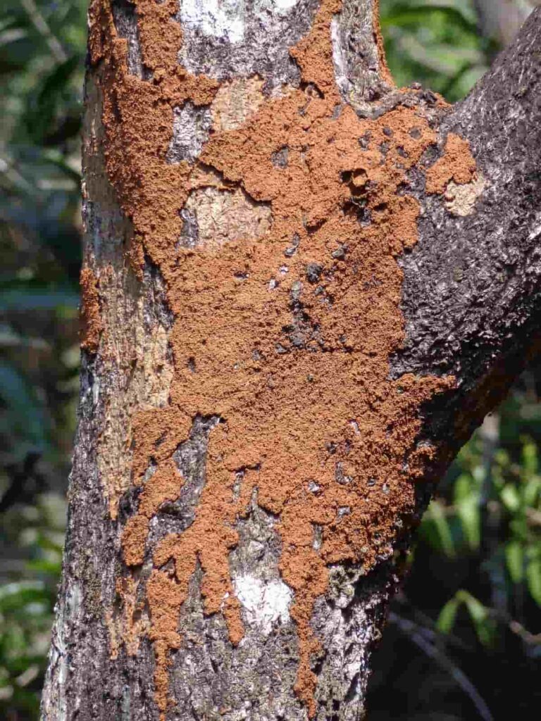 Termites on Tree