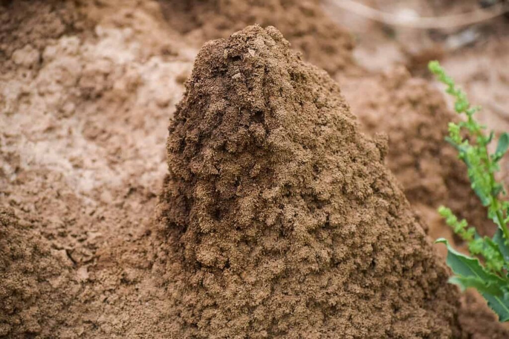 Soil Termites