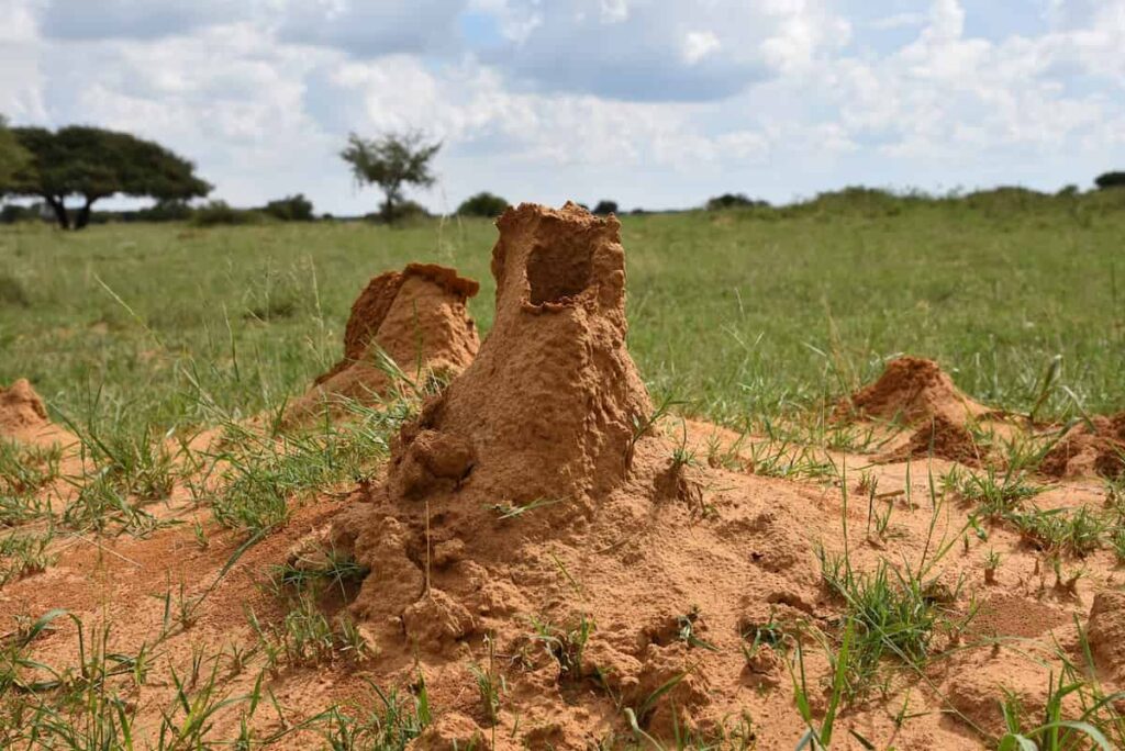 Termites in the Field