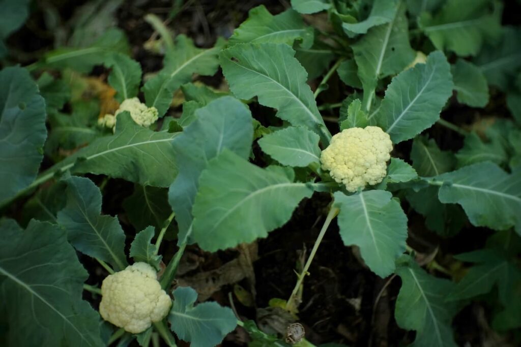 How to Grow Cauliflower in the USA
