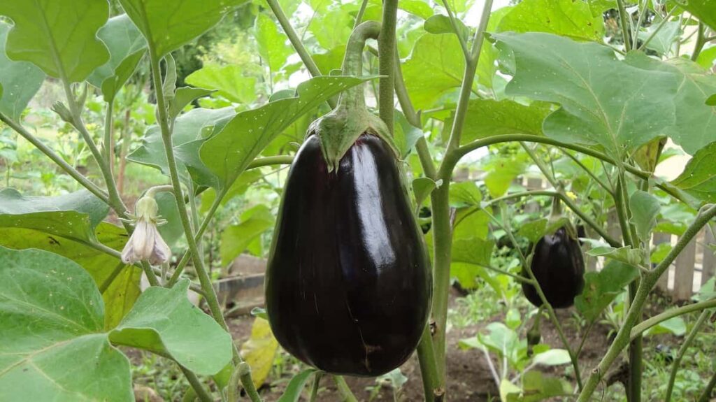 Eggplant Gardening