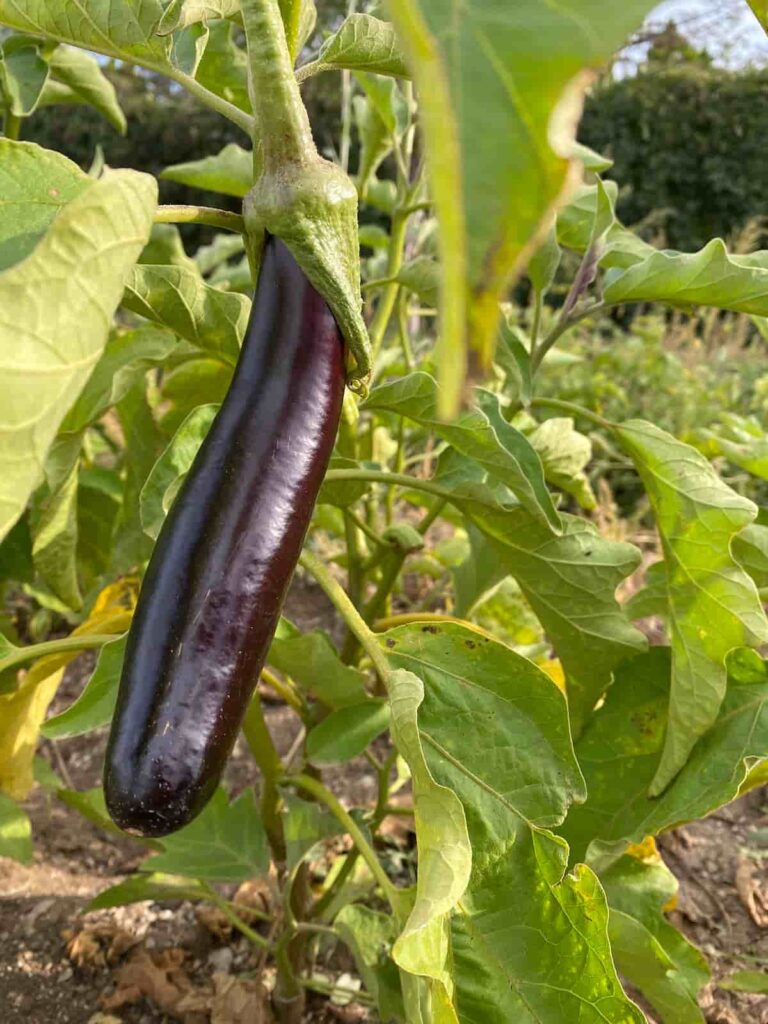 Eggplant Gardening