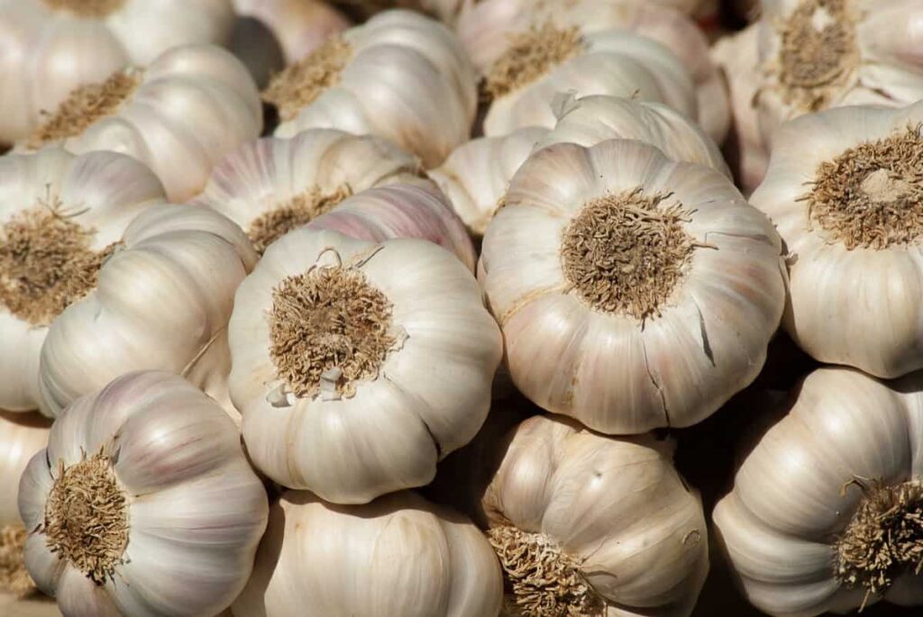 How to Grow Garlic in the USA